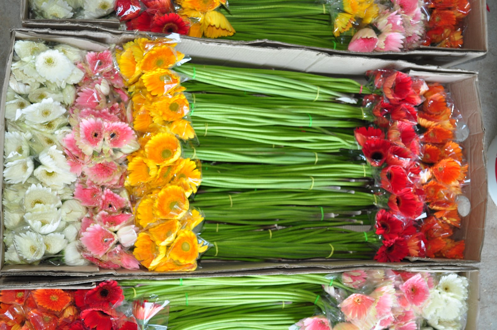 Greenhouse Project 21